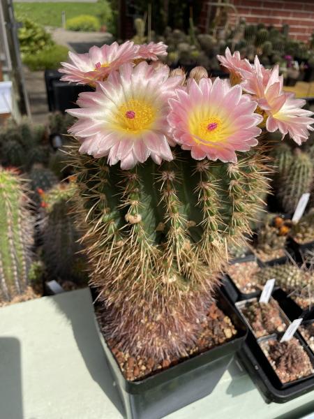 Notocactus roseoluteus